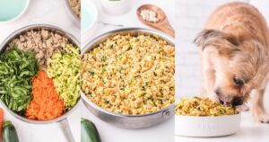 Dog Food Recipes